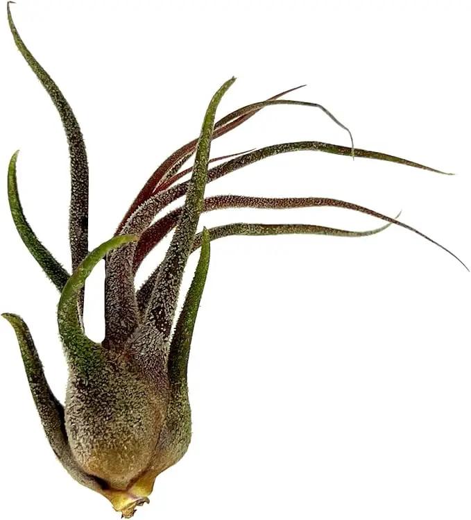 Air Plants - Tillandsia Pruinosa, Large 3-5" - 3ct - Live Arrival Guaranteed - House Plants for Home Decor & Gift by GreenHaven Gardens