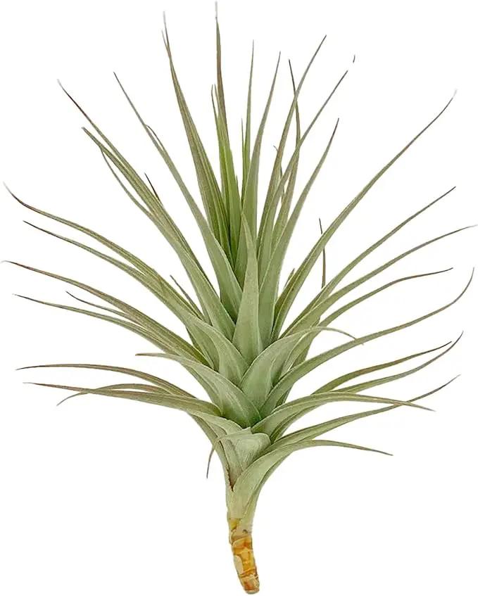 Air Plants - Flowering Tillandsia Lilla Lilac, Large 5" - 3ct - Live Arrival Guaranteed - House Plants for Home Decor & Gift by GreenHaven Gardens