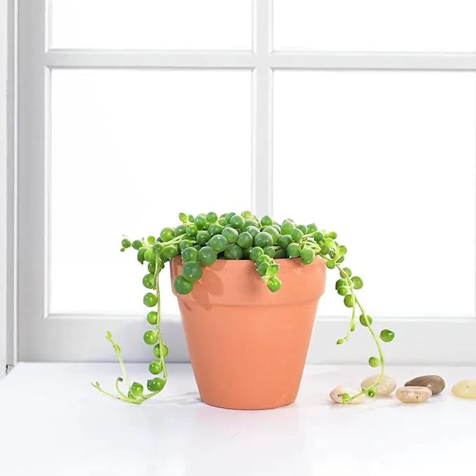Live Succulent String of Pearls, Approx 2-inch Large, Potted Succulents, Fully Rooted, Easy Care House Plants by GreenHaven Gardens