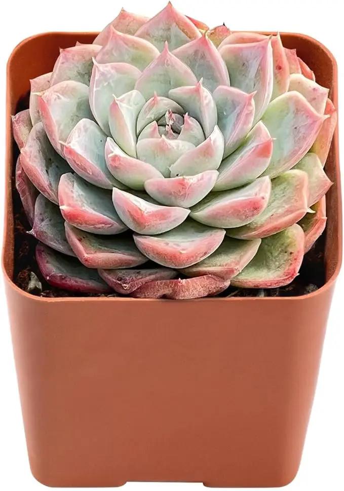 Live Succulent Echeveria 'Red Line Queen', Approx 2-inch Large, Potted Succulents, Fully Rooted, Easy Care House Plants by GreenHaven Gardens