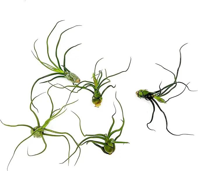 Air Plants - Flowering Tillandsia Bulbosa Guatemala, Large 3-5" - 1ct - Live Arrival Guaranteed - House Plants for Home Decor & Gift by GreenHaven Gardens