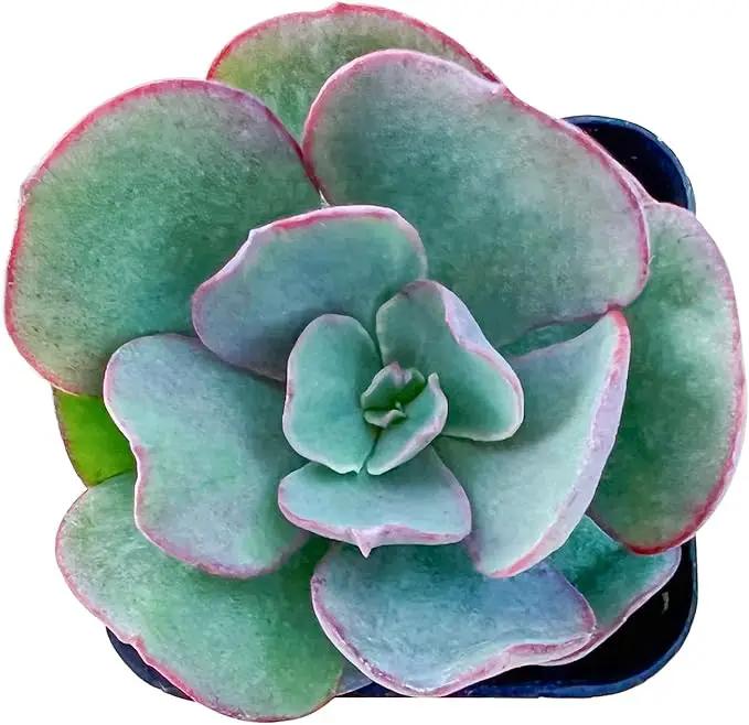 Live Succulent Echeveria 'Suyon', Approx 2-inch Large, Potted Succulents, Fully Rooted, Easy Care House Plants by GreenHaven Gardens