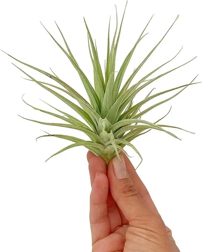 Air Plants - Flowering Tillandsia Lilla Lilac, Large 5" - 1ct - Live Arrival Gauranteed - House Plants for Home Decor & Gift by GreenHaven Gardens