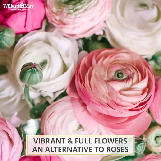 25 Pastel Mixed Ranunculus Bulbs for Planting - Buttercup Color Mix Value Bag - Plant in Gardens, Borders & Flowerbeds - Easy to Grow Fall Flowers Bulbs by Willard & May by GreenHaven Gardens
