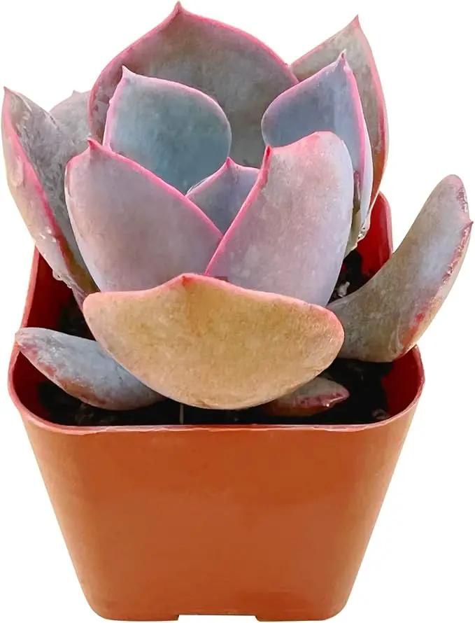 Live Succulent Echeveria 'Dusty Rose', Approx 2-inch Large, Potted Succulents, Fully Rooted, Easy Care House Plants by GreenHaven Gardens