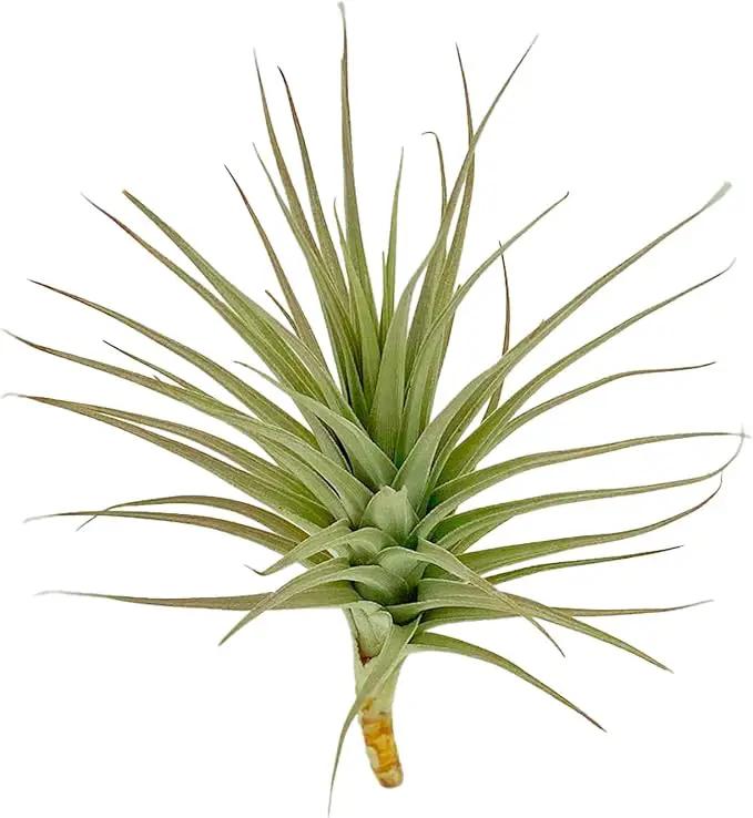 Air Plants - Flowering Tillandsia Lilla Lilac, Large 5" - 1ct - Live Arrival Gauranteed - House Plants for Home Decor & Gift by GreenHaven Gardens