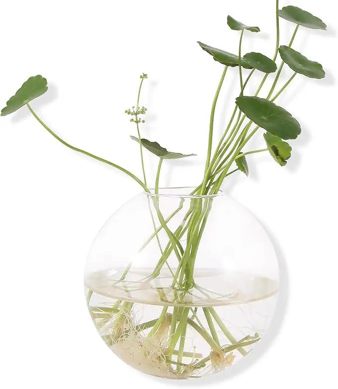 Pack of 6 Glass Planters Wall Hanging Planters Round Glass Plant Pots Hanging Air Plant Pots Flower Vase Air Plant Terrariums Wall Hanging Plant Container by GreenHaven Gardens