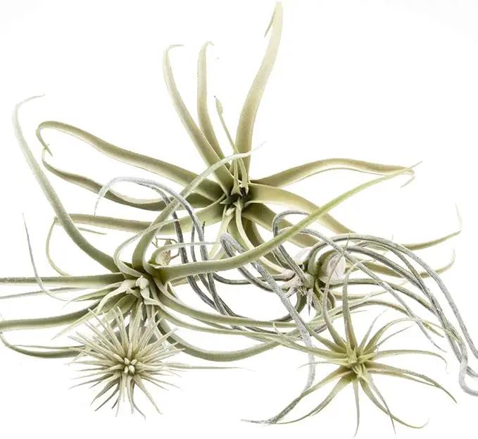 CHIVE Artificial Air Plants — Bulk Set of 5, Large — Ultra Realistic Fake Tillandsia Bromeliad Plants — Decorative Faux Succulents for Home & Office Decor — No Care Needed! by GreenHaven Gardens