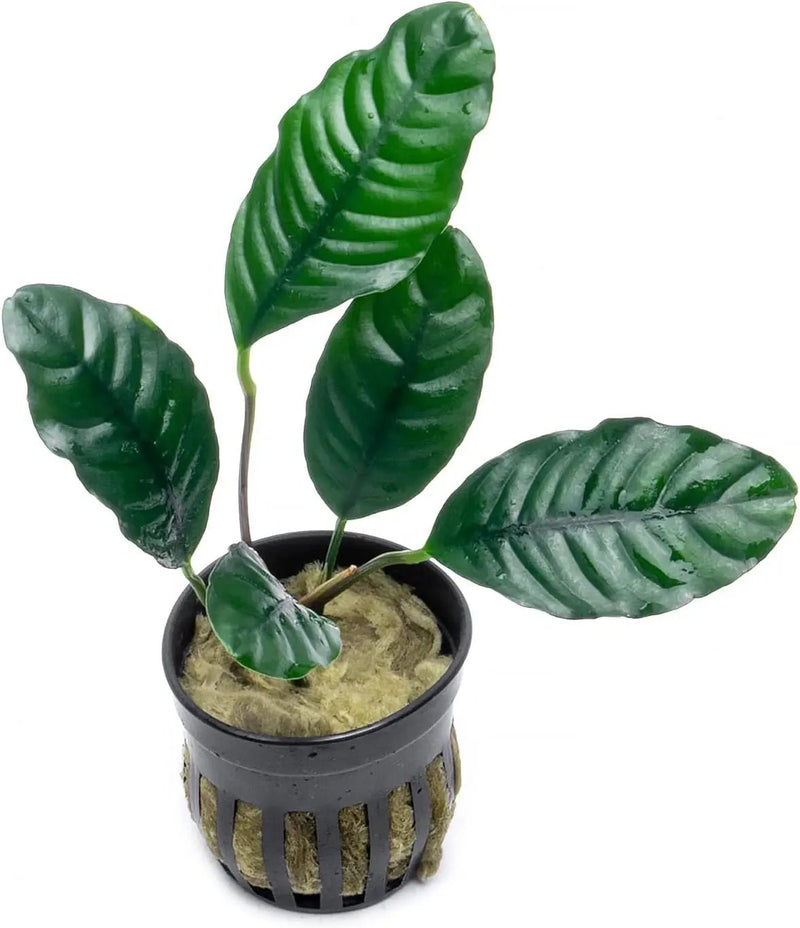 Anubias Live Aquarium Plants - Potted Freshwater Plant for Fish Tanks, Terrariums - Beginner Friendly Low Light (Barteri Coffeefolia, 1 Pot) by GreenHaven Gardens