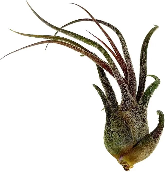 Air Plants - Tillandsia Pruinosa, Large 3-5" - 1ct - Live Arrival Guaranteed - House Plants for Home Decor & Gift by GreenHaven Gardens