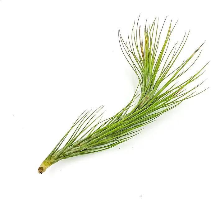Air Plants - Tillandsia Funckiana Hybrid, Large 5-7" - 5ct - Live Arrival Guaranteed - House Plants for Home Decor & Gift by GreenHaven Gardens