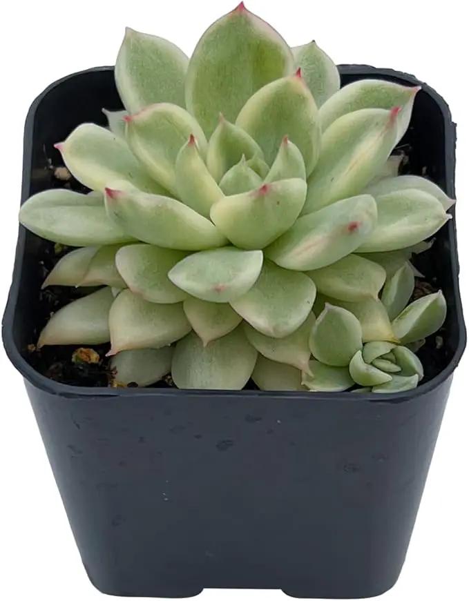 Live Succulent Variegated Echeveria Mebina, Approx 2-inch Large, Potted Succulents, Fully Rooted, Easy Care House Plants by GreenHaven Gardens
