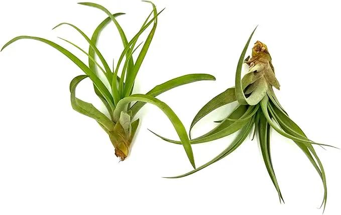 Air Plants - Tillandsia Capitata (Peach), Large 5-7” - 2 ct - Live Arrival Guaranteed - House Plants for Home Decor & Gift by GreenHaven Gardens