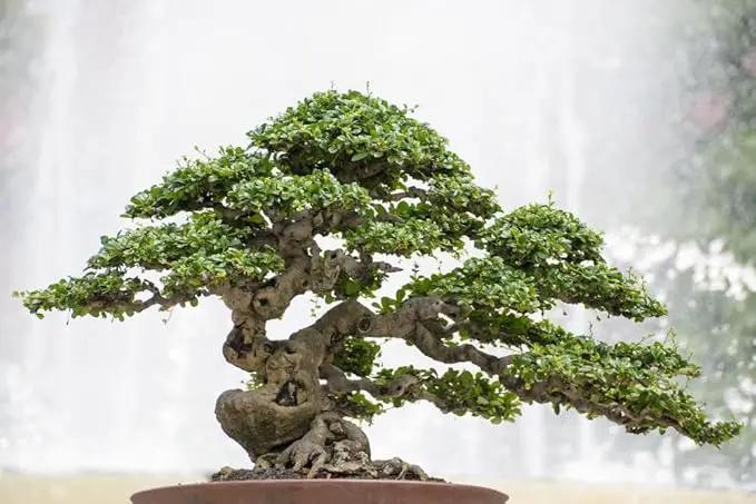 Premium Bonsai Soil Potting Mix by Gardenera - Enhance Root Development and Ensure Bonsai Success - 2 Quart by GreenHaven Gardens
