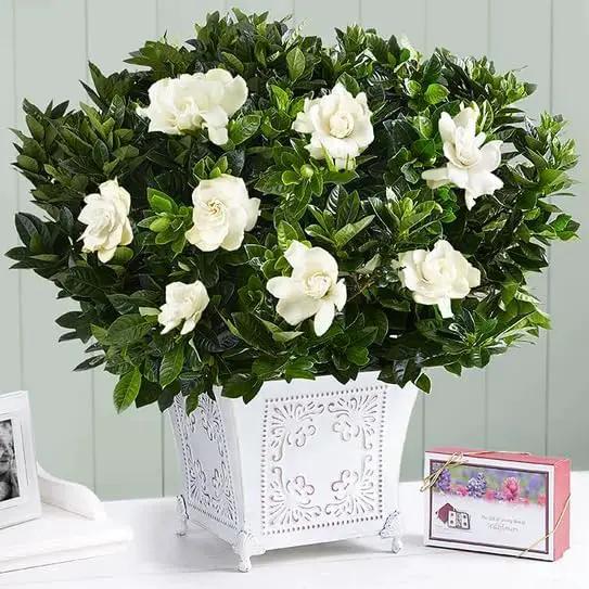 Gardenia Veitchii - Everblooming - Gardenia Jasminoides. Fragrant Evergreen Shrub with Glossy Foliage and Pure White Blooms, Perfect for Pots, Borders, or Gardens (2 Gardenia Veitchii Plants in Sac) by GreenHaven Gardens