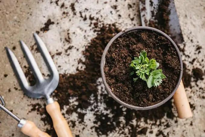Premium Celery Potting Soil Mix - Optimal Nutrient-Rich Blend for Thriving and Crisp Celery Plants - 3 Quart by GreenHaven Gardens