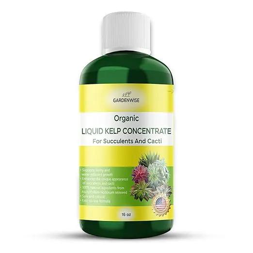 Organic Kelp Seaweed Fertilizer: Premium Succulent and Cactus Food - Indoor Plant Nutrition with Root Booster, Ideal for Christmas Cactus, Dragon Fruit, and Potted Plants (16 OZ) by GreenHaven Gardens