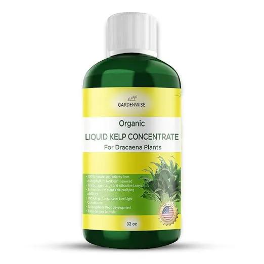 Liquid Kelp Fertilizer: Premium Dracaena Fertilizer - Plant Food for Dracaena - Organic Seaweed Fertilizer for Robust Growth (32 OZ) by GreenHaven Gardens