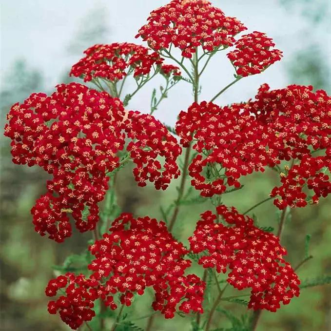 Outsidepride Cerise Queen Yarrow Seeds – 5000 Pcs. Perennial, Versatile, Clump-Forming, & Drought Tolerant Flower Seeds for Planting Fragrant & Vibrant Blooms, Ideal for Pollinator Gardens by GreenHaven Gardens