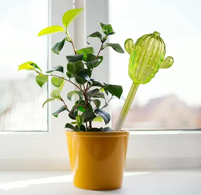 Adabocute Glass Plant Watering Globes, Cactus Self Watering Globes, Cacti Self Watering Planter Insert, Plant Watering Devices, Automatic Plant Waterer Indoor, Watering Bulbs, 3 Pack by GreenHaven Gardens