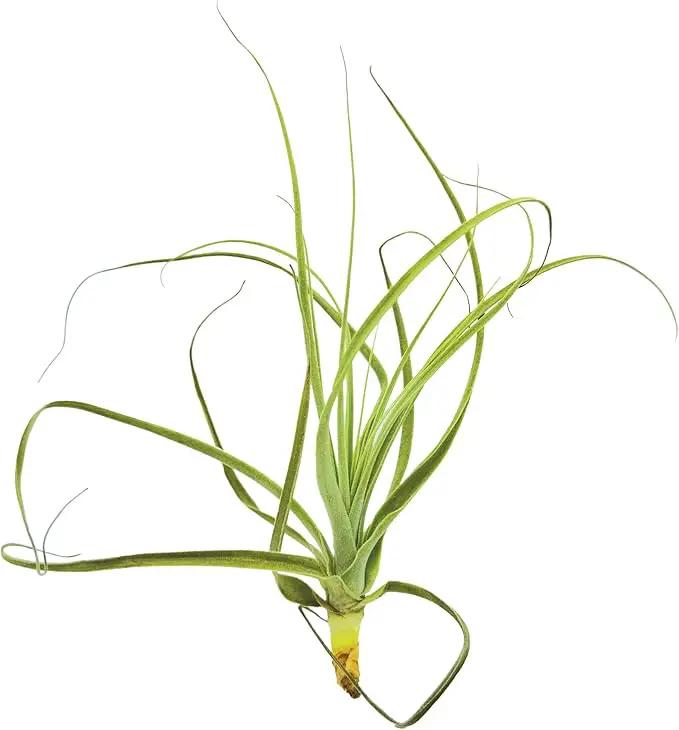 Air Plants - Tillandsia Straminea Jumbo 6-9" - 1ct - Live Arrival Guaranteed - House Plants for Home Decor & Gift by GreenHaven Gardens