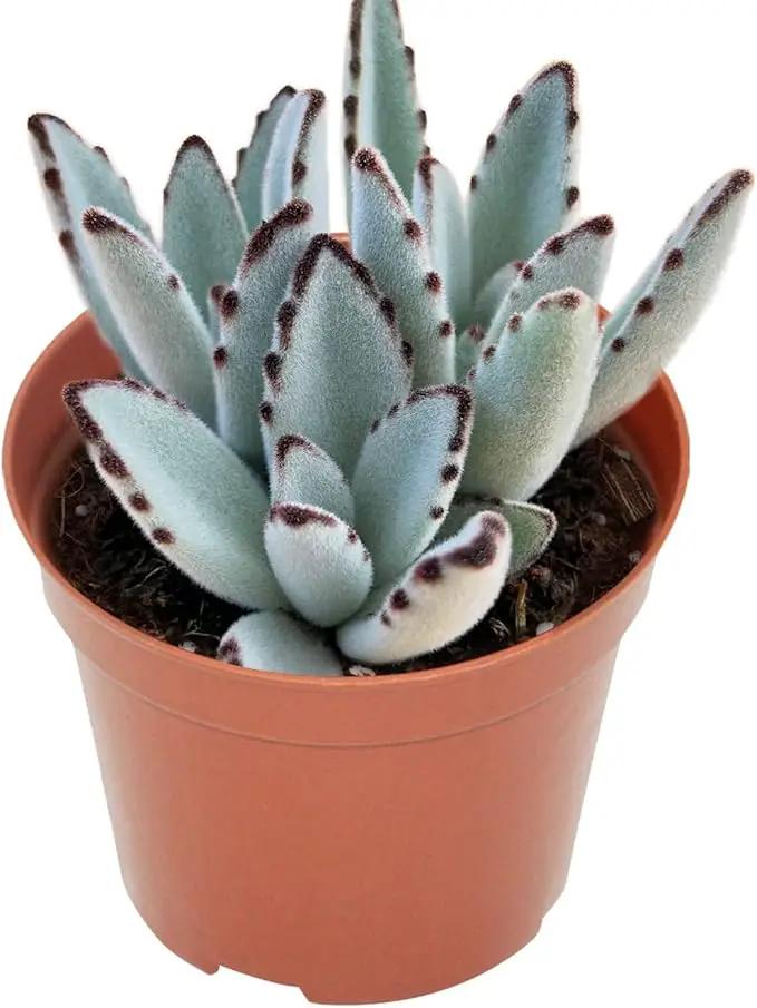 4-inch Succulent Panda Plant, Live Succulents Plants Fully Rooted in Pots with Soil, Easy-Care House Plants for DIY, Home Office Decoration by GreenHaven Gardens
