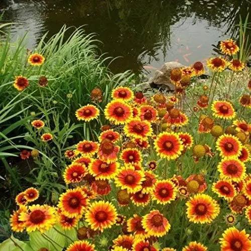 Dirt Goddess Super Seeds ~ Annual Gaillardia Blanket Flower Seed (1/2 Lb) Gaillardia pulchella Non GMO Bulk by GreenHaven Gardens
