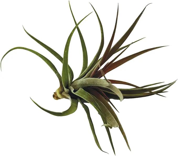 Air Plants - Tillandsia Brachycaulos Abdita, Large 4-6" - 1 ct - Live Arrival Guaranteed - House Plants for Home Decor & Gift by GreenHaven Gardens