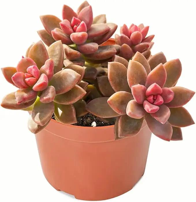 4-inch Succulent Graptopetalum paraguayense cv.Bronze, Live Succulents Plants Fully Rooted in Pots with Soil, Easy-Care House Plants for DIY, Home Office Decoration by GreenHaven Gardens