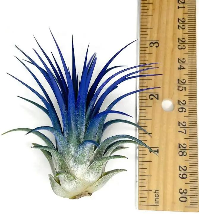 Ionantha Guatemala Tillandsia Air Plant, Guatemala Tillandsia Live Airplant, Healthy Arrival Guaranteed, Great Indoor Plant, Home Decor & Gift (Blue) by GreenHaven Gardens