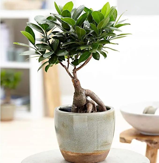 American Plant Exchange Ficus Ginseng Microcarpa – 4-Inch with Pot – Live Easy Care Bonsai Tree, Air Purifying Indoor Plant for Home, Office, or Zen Décor by GreenHaven Gardens