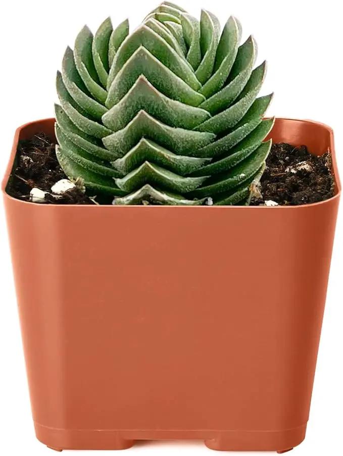 2" Live Succulent Crassula cv. Buddha's Temple, Succulent Plants Fully Rooted in Pots, Unique House Plant for DIY, Party Favor, Home Office Decoration by GreenHaven Gardens