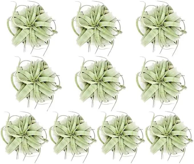 Air Plants - Tillandsia Xerographica, Large 5-7” - 10ct - Live Arrival Gauranteed - House Plants for Home Decor & Gift by GreenHaven Gardens