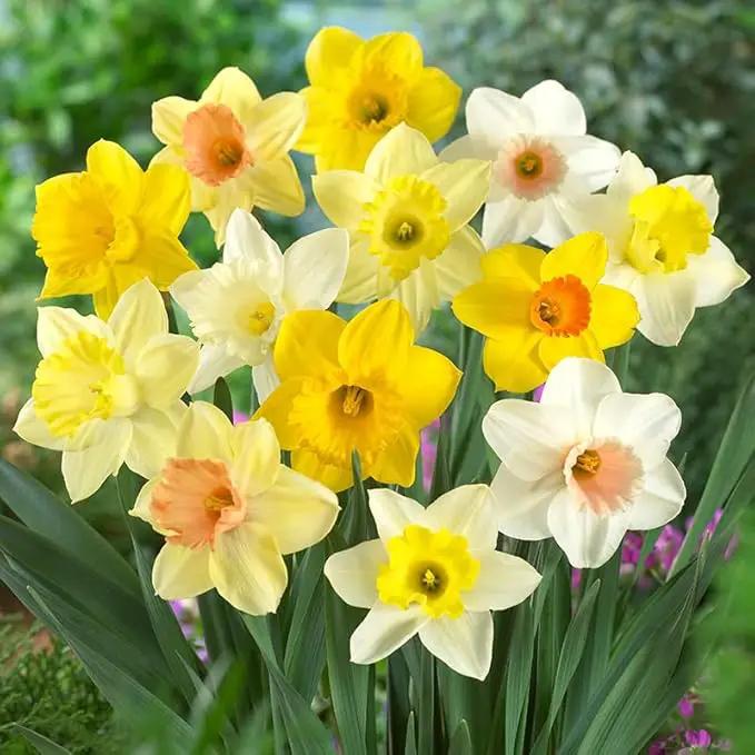100 Narcissus Daffodil Mix Flower Bulb Box with Easy Carry Handle - White & Yellow Colors - Weeks of Easy to Grow Flowers - Plant in Gardens, Containers & Flowerbeds - Planting Instructions Included by GreenHaven Gardens