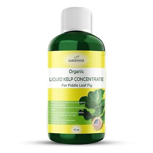 Fiddle Leaf Fig Plant Food – Liquid Seaweed Kelp Fertilizer for Plants – Made in USA (16 OZ) by GreenHaven Gardens