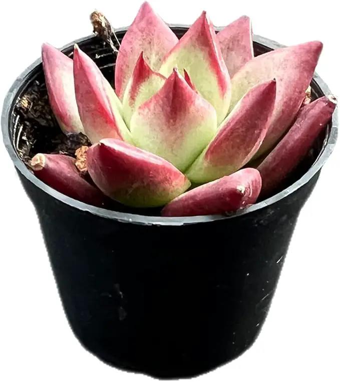2" Rare Succulent Echeveria 'RedRoca', Live Succulents Plants Fully Rooted in Grower Pots, Unique Gift for Wedding Favor, Party Favor by GreenHaven Gardens