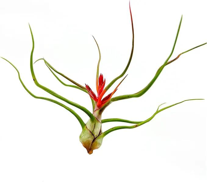 Air Plants - Flowering Tillandsia Bulbosa Belize, Giant 7-9" - 3ct - Live Arrival Guaranteed - House Plants for Home Decor & Gift by GreenHaven Gardens