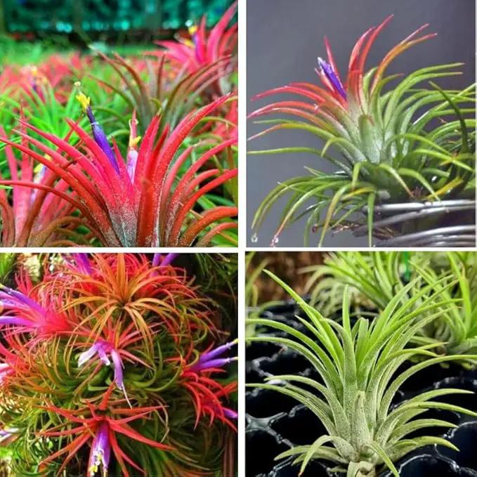 8 Air Plants, Tillandsia Air Plants Live Houseplants for Garden, Red Lonantha Tillandsia Plant, Air Plant by GreenHaven Gardens