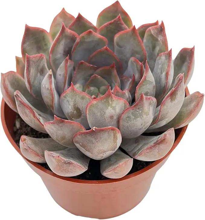 Live Succulent Plants Echeveria 'Dark Ice', Easy Care Potted Succulents, Approx 4" D x 4" H, Indoor Houseplant, Unique Gifts, Home Office Décor by GreenHaven Gardens