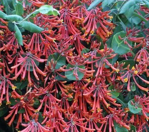 Major Wheeler Honeysuckle Vine - Perennial - Lonicera - 2.5" Pot - Fragrant by GreenHaven Gardens