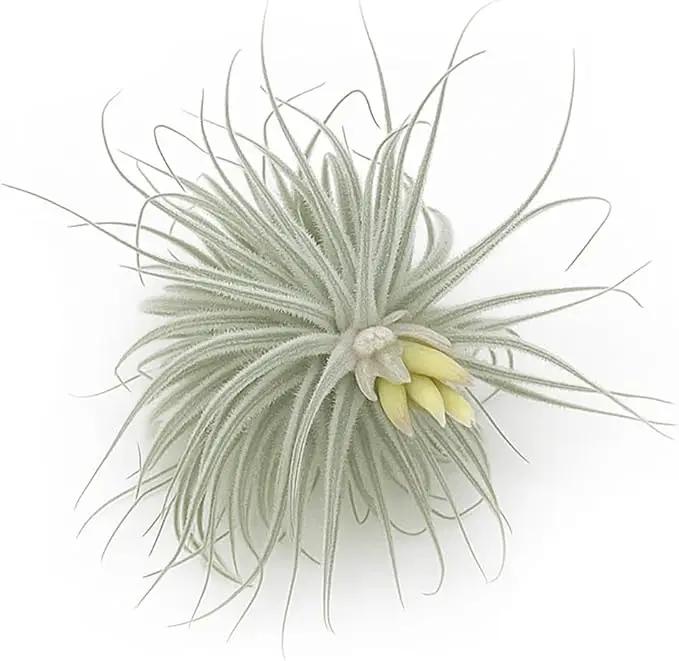 Live air Plant - Tillandsia Tectorum Air Plant 4-6" – 1ct – Unique Shape with Silvery Fuzz – Low Maintenance Houseplant – Perfect for Decor, Terrariums, Gifts - Live Arrival Guaranteed by GreenHaven Gardens