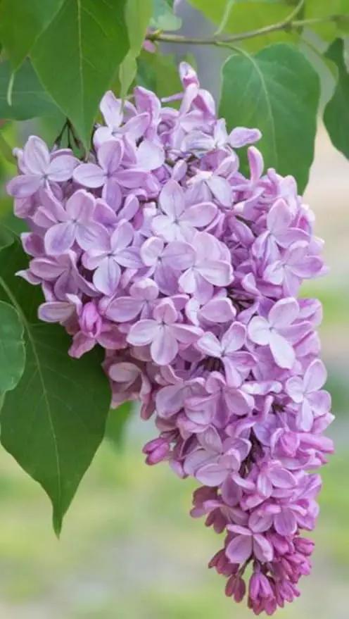 Two Pack of Common Old Fashioned Lilac Bushes - Fragrant Lavender Purple Flowers - 2 Live Plants 1 to 2 Feet Tall - Attract Hummingbirds and Butterflies by GreenHaven Gardens
