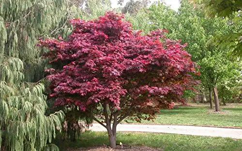 Red Japanese Maple - Live Plant 2-3 feet Tall - Deep Red Leaves by GreenHaven Gardens