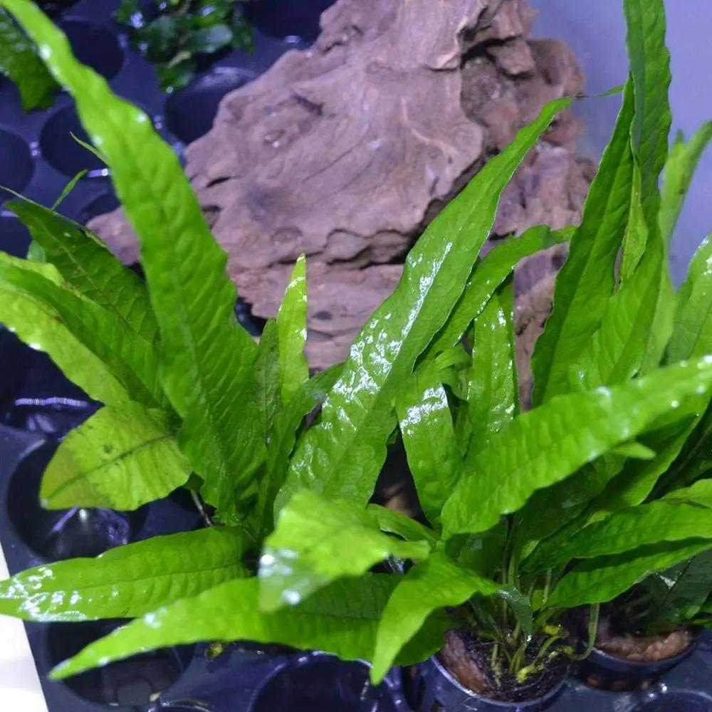 3 Aquatic Plants Bundle | Live Plants for Freshwater Aquariums (3 X Microsorum Java Fern Plants) by GreenHaven Gardens