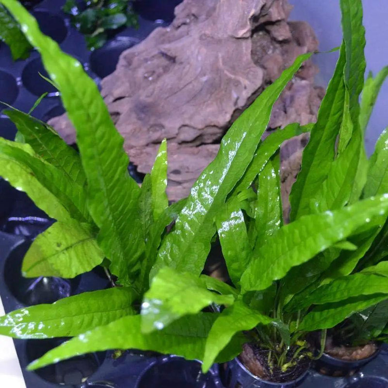 3 Aquatic Plants Bundle | Live Plants for Freshwater Aquariums (3 X Microsorum Java Fern Plants) by GreenHaven Gardens