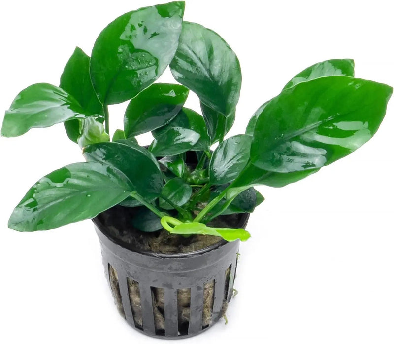 Anubias Live Aquarium Plants - Potted Freshwater Plant for Fish Tanks, Terrariums - Beginner Friendly Low Light (Barteri, 1 Pot) by GreenHaven Gardens