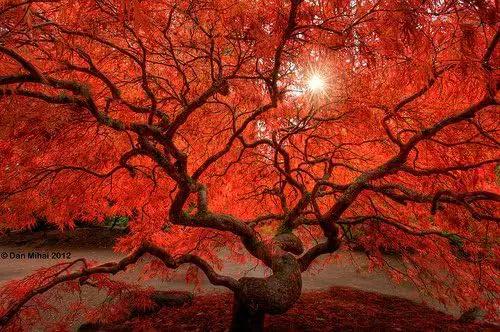 Red Dragon Weeping Japanese Maple - 3 Year Live Plant by GreenHaven Gardens