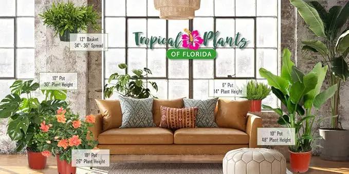 Hibiscus Bush Plant - Pink Flower - Overall Height 26" to 28" - Tropical Plants of Florida (Plant Only) by GreenHaven Gardens