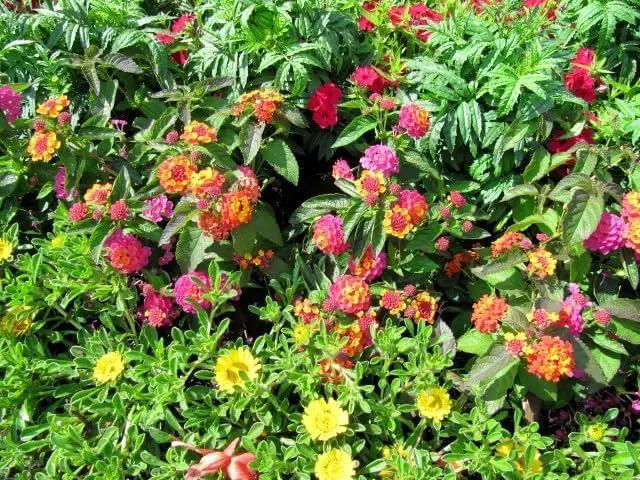 Lantana Confetti | 20 Live Plants | Lantana Camara | Colorful Garden Shrub | Drought Tolerant Perennial Plants by GreenHaven Gardens