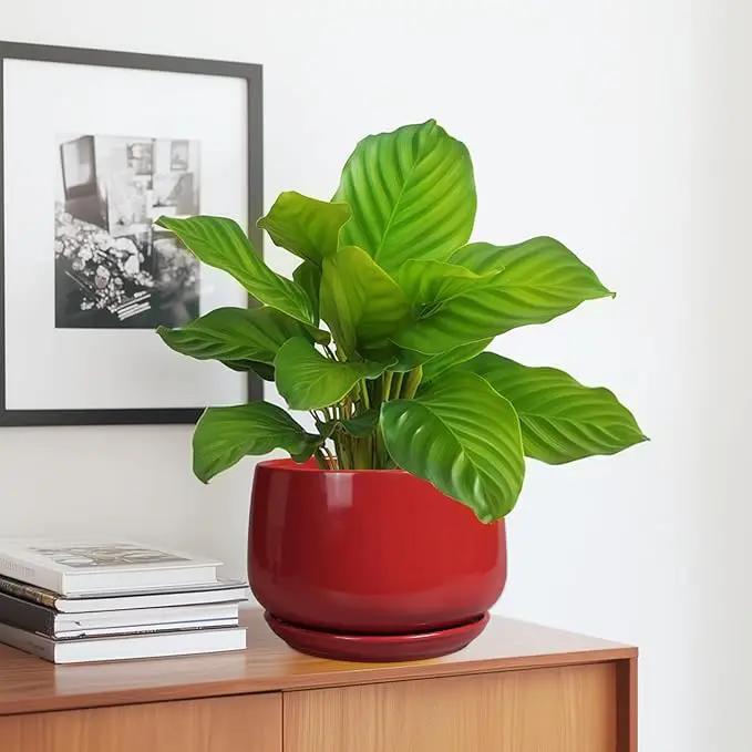 G EPGardening Ceramic Planter 7 Inch - Flower Pots for Indoor Plants, Round Planter with Drainage and Ceramic Tray, Modern Plant Pot, Bathroom Decor, Teacher Gifts, Red by GreenHaven Gardens